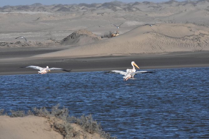 Sandwich harbour and Welwitschia Tour - Walvis Bay stop: flamingos, waders, dunes, and quick wildlife chances