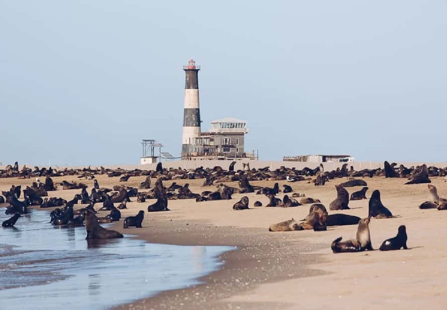 Sandwich Harbour Full Day 4x4 Adventure - Walvis Bay Lagoon: the morning show of flamingos