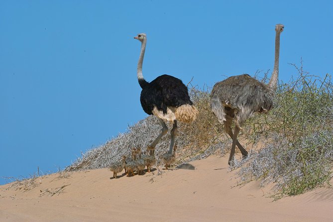 Sandwich Harbour Half-Day 4x4 Tour (5 hours) from Walvis Bay - Guides, Not Just Drivers: Why JP, Jacques, Hans, Wolfgang, Leroy, and Ana Matter