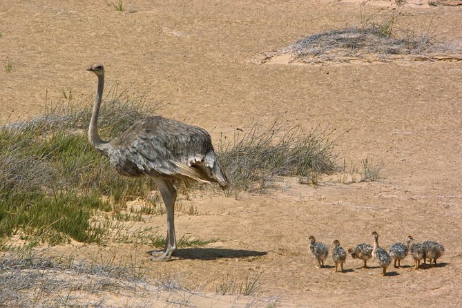 Sandwich Harbour Half-Day 4x4 Tour (5 hours) from Walvis Bay - Transportation Value: Included Fees, Park Access, and What You Avoid by Booking This