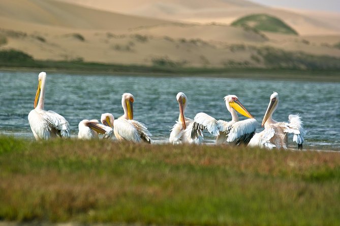 Sandwich Harbour Half-Day 4x4 Tour (5 hours) from Walvis Bay - Price and Value: Does $172.54 Per Person Make Sense for What You Get?