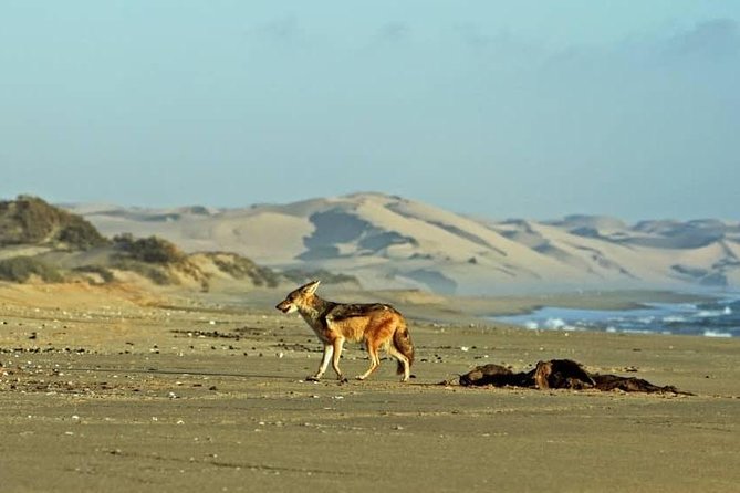 Sandwich Harbour Half Day Scenic Excursion - Walvis Bay Lagoon Saltpans: Flamingos and a Salt-Land Story