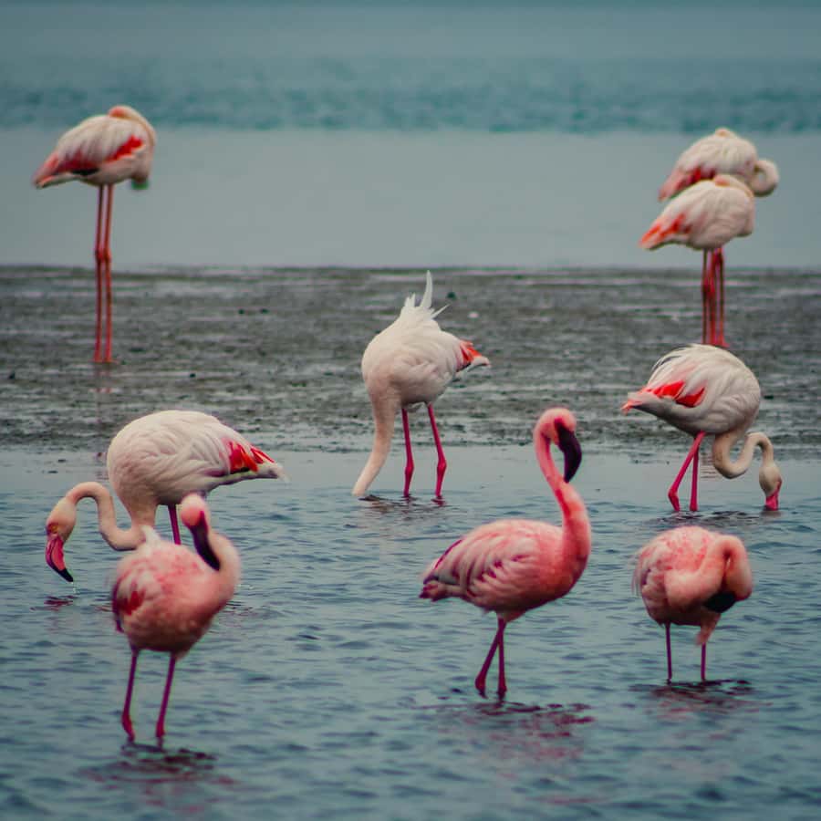 Sandwich Harbour Half Day Tour - Key things to know before you go