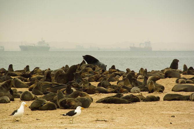 Sandwich Harbour & Pelican Point Full Day Tour - Key points before you go