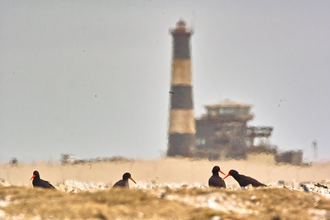 Sandwich Harbour & Pelican Point Full Day Tour - Getting there: 8:30 am start, pickup, and where to meet