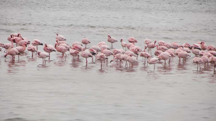 Sandwich harbour r Kayak and dune tour - Wildlife chances: seals, birds, and the desert extras