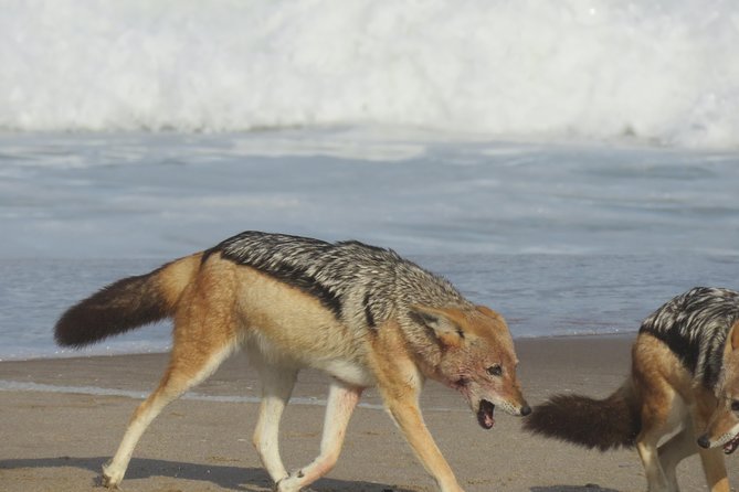 Sandwich Harbour Tour - Pelgrim Tours - Desert Picnic in the Sand, Practical and Worth It