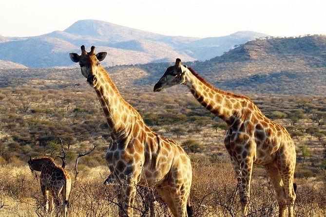 Scenic Game Drive Activity - Why Düsternbrook works when you only have one afternoon in Windhoek