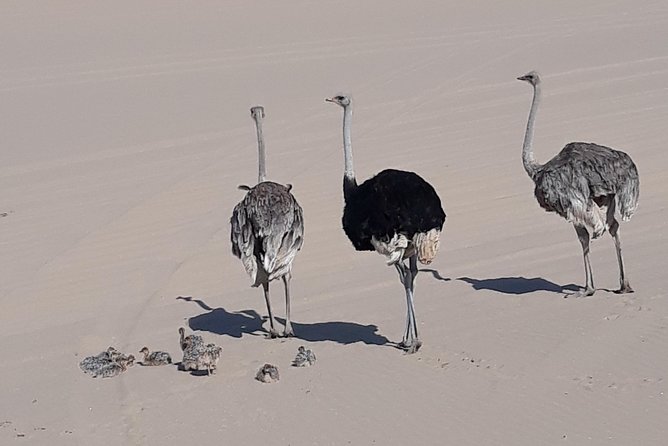 Scenic Sandwich Harbour Tour - Stop 1: Salt Mine Scale, Walvis Bay Wetlands, and the Roller-Coaster Dunes