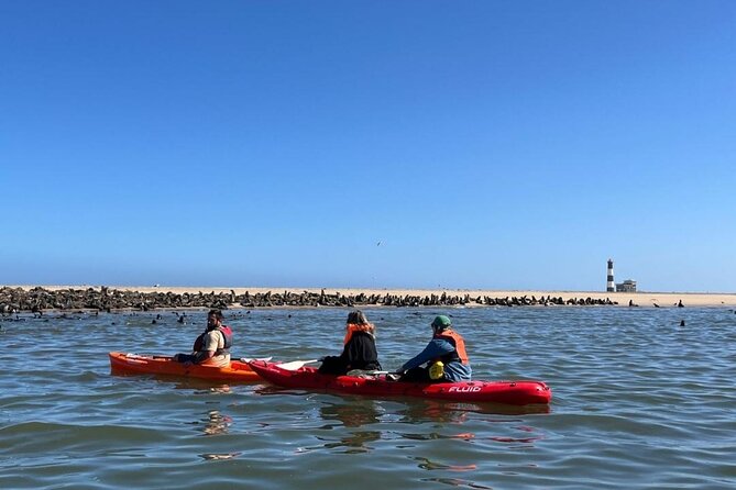 Seal Kayaking at Pelican Point from Swakopmund - Key highlights you should care about