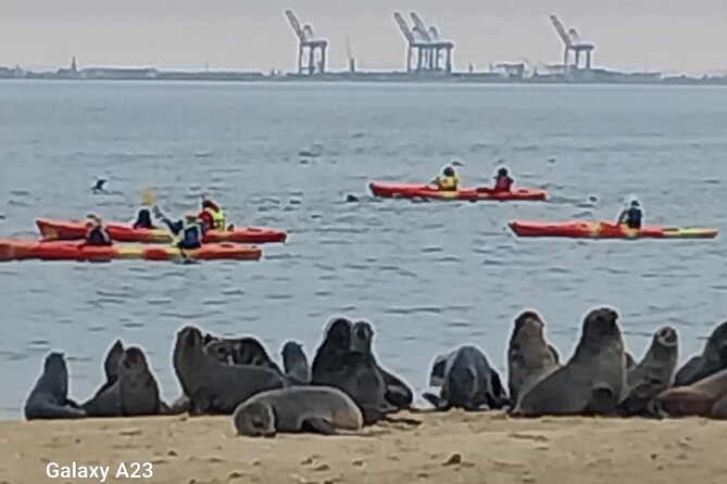 Seal Kayaking at Pelican Point from Swakopmund - What paddling with seals is really like on the water