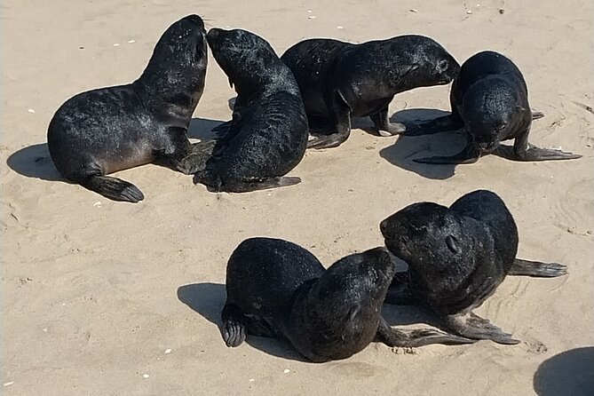 Seal Kayaking at Pelican Point from Swakopmund - Flamingos, lagoon views, and the salt mine detour
