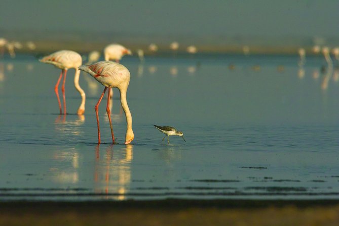 Shore Excursion - Flamingos ,Dune7,Welwitschia, Moonlandscape,Oasis,Swakopmund. - Dune 7 climb, extra fee, and the cash-only detail