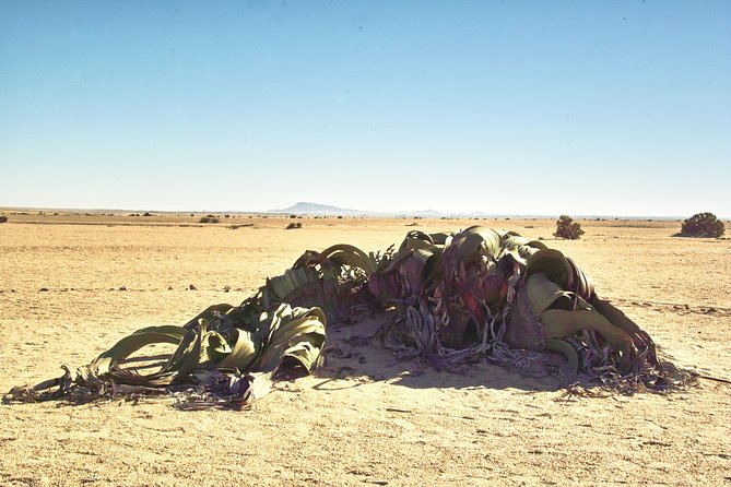 Shore Excursion - Flamingos ,Dune7,Welwitschia, Moonlandscape,Oasis,Swakopmund. - Why the guide style matters, and what to watch for