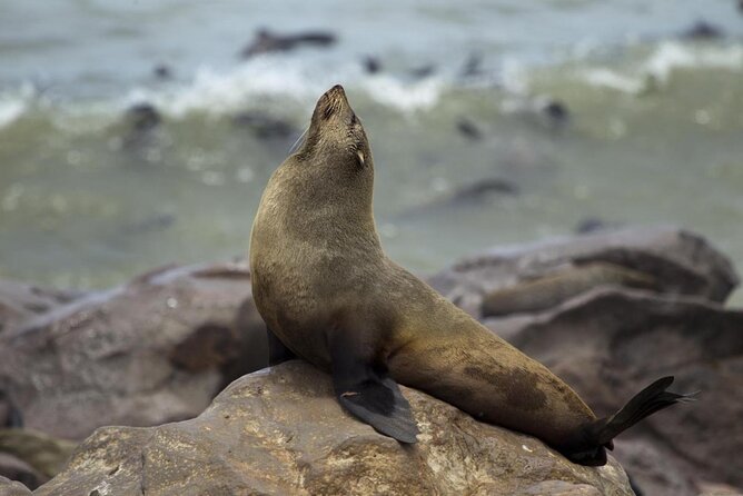Skeleton Coast Cape Cross Seal colony Tour - Key highlights worth your time