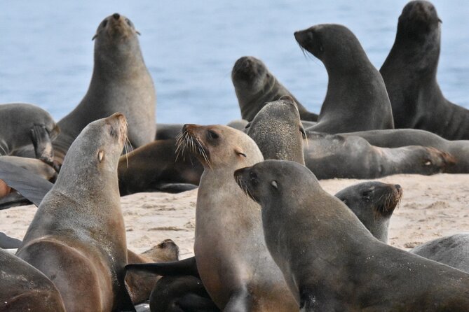 Skeleton Coast Cape Cross Seal colony Tour - Cape Cross: The seals, the smell, and the photo angles
