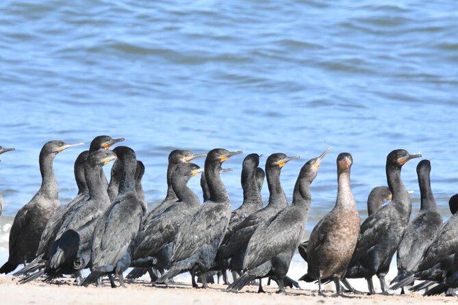 Skeleton Coast Cape Cross Seal colony Tour - Orania Desalinization Plant and Wlotska’s Backen: why pass-by stops help