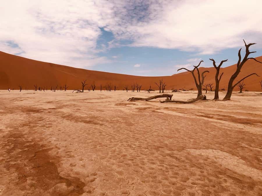 Sossusvlei: Day Trip - Dune 45 at sunrise: the 170-meter views worth the alarm