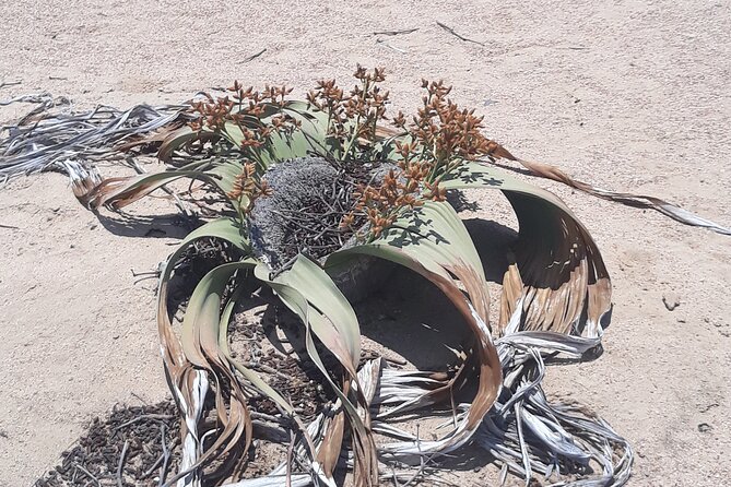 Spitzkoppe Day Tour from Swakopmund - Quick Stop 2: Henties Bay, for Real-Life Needs