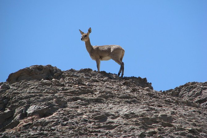 Spitzkoppe - Day Tour to the Spitzkoppe Mountain from Swakopmund - Lunch Midway, Then Bushman Paintings: When the Story Shifts