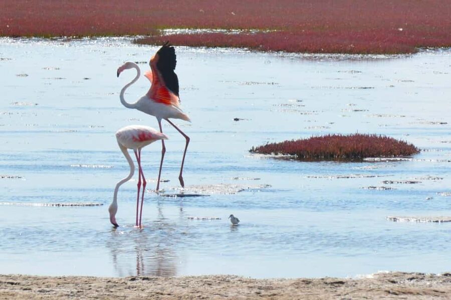 swakopmund city tour dune 7 pink lake pink flamingos - Museum and National Crystal Gallery: included value, not optional window dressing
