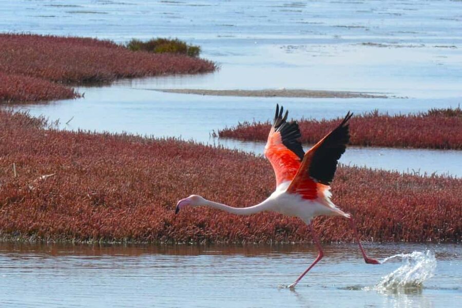 swakopmund city tour dune 7 pink lake pink flamingos - Should you book: my practical verdict
