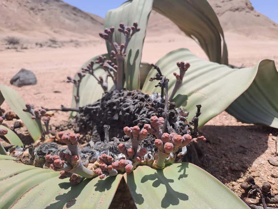 Swakopmund: Moon Valley and Namib Desert Welwitschia Tour - The guided canyon time: viewpoint and secret stops