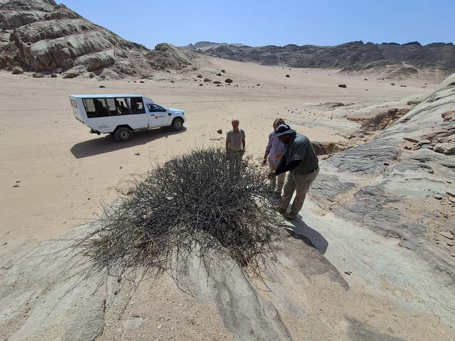 Swakopmund: Moon Valley and Namib Desert Welwitschia Tour - Price and what you actually get for $57