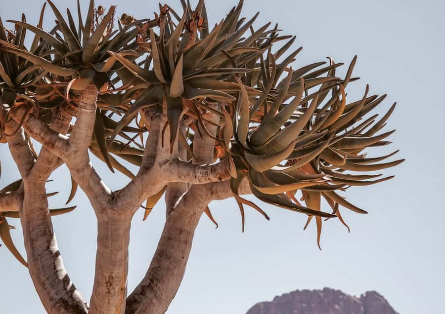 Swakopmund/Walvis Bay: Spitzkoppe Mountains - Lunch, Drinks, and a Picnic That Actually Feels Special