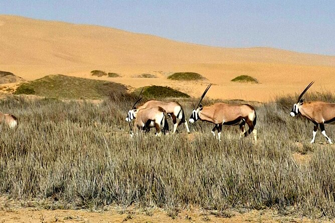 Unforgettable Half Day Adventure, Explore Sandwich Harbour - Namib-Naukluft Park: dunes, coastal wetlands, and Nara plants