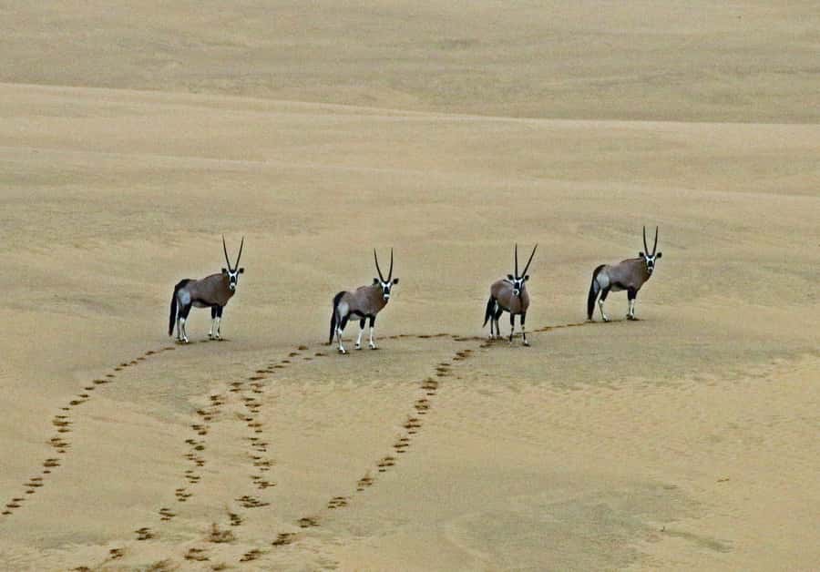 Walvis Bay: 4x4 Desert Excursion to Sandwich Harbour Bay - Kuiseb River Delta: A Dry Bed Where Springbuck Often Appear