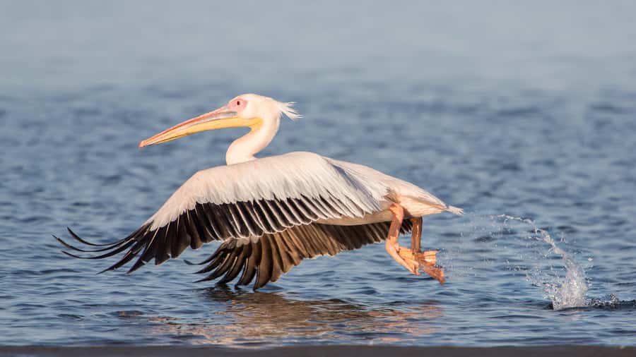 Walvis Bay and Sandwich Harbour Tour - Salt refinery and the story behind the pink lakes
