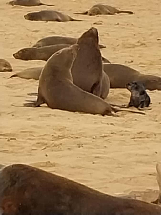Walvis Bay: Kayaking and Sandwich Harbour Full-Day Tour - Sandwich Harbour Dunes Meet the Sea, and Yes, the Driving Feels Intense