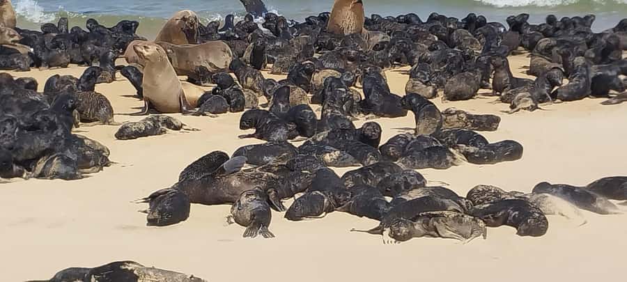 Walvis Bay: Kayaking and Sandwich Harbour Full-Day Tour - Who This Tour Suits Best (and Who Should Skip It)