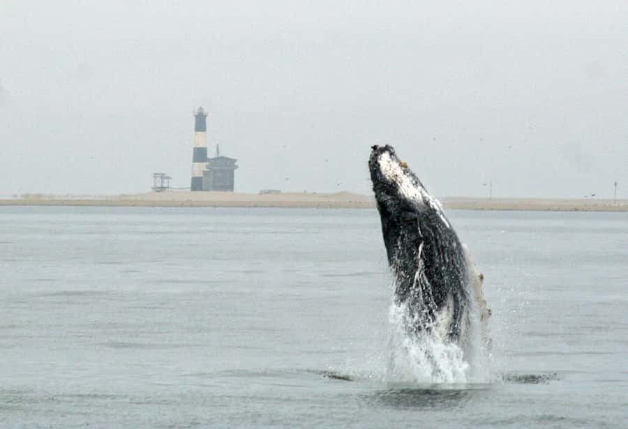 Walvis Bay: Marine Big 5 Luxury Catamaran Tour - From Walvis Bay Waterfront to jetty: timing that actually helps