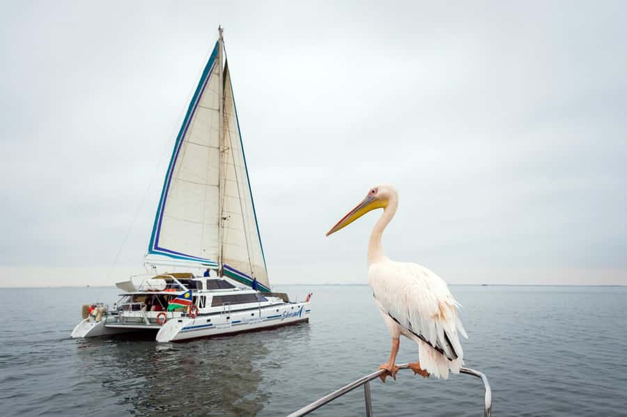 Walvis Bay: Marine Big 5 Luxury Catamaran Tour - Your marine Big 5 route: whales, dolphins, mola mola, leatherback turtles, seals