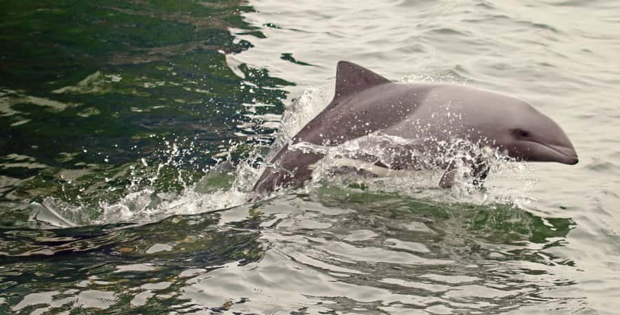 Walvis Bay: Marine Big 5 Luxury Catamaran Tour - Who this tour fits best (and who may prefer another style)