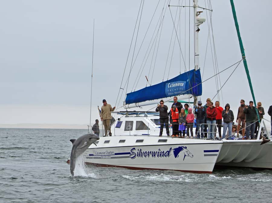 Walvis Bay: Marine Big 5 Luxury Catamaran Tour - Should you book the Walvis Bay Marine Big 5 catamaran?