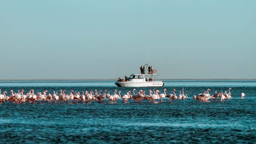 Walvis Bay: Namibian Coast Dolphin Cruise with Light Lunch - Key points before you step aboard