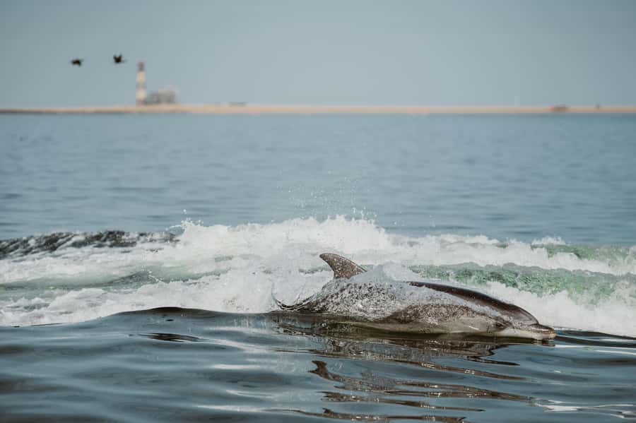 Walvis Bay: Namibian Coast Dolphin Cruise with Light Lunch - Walvis Bay’s Atlantic cruise vibe: wildlife first, comfort kept in mind