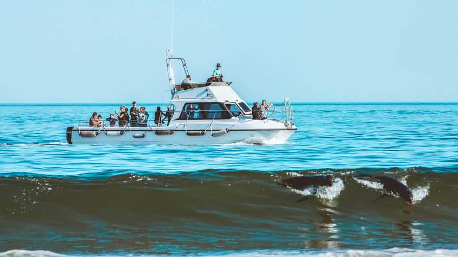 Walvis Bay: Namibian Coast Dolphin Cruise with Light Lunch - Searching for dolphins and whales: what to expect when nature is in charge