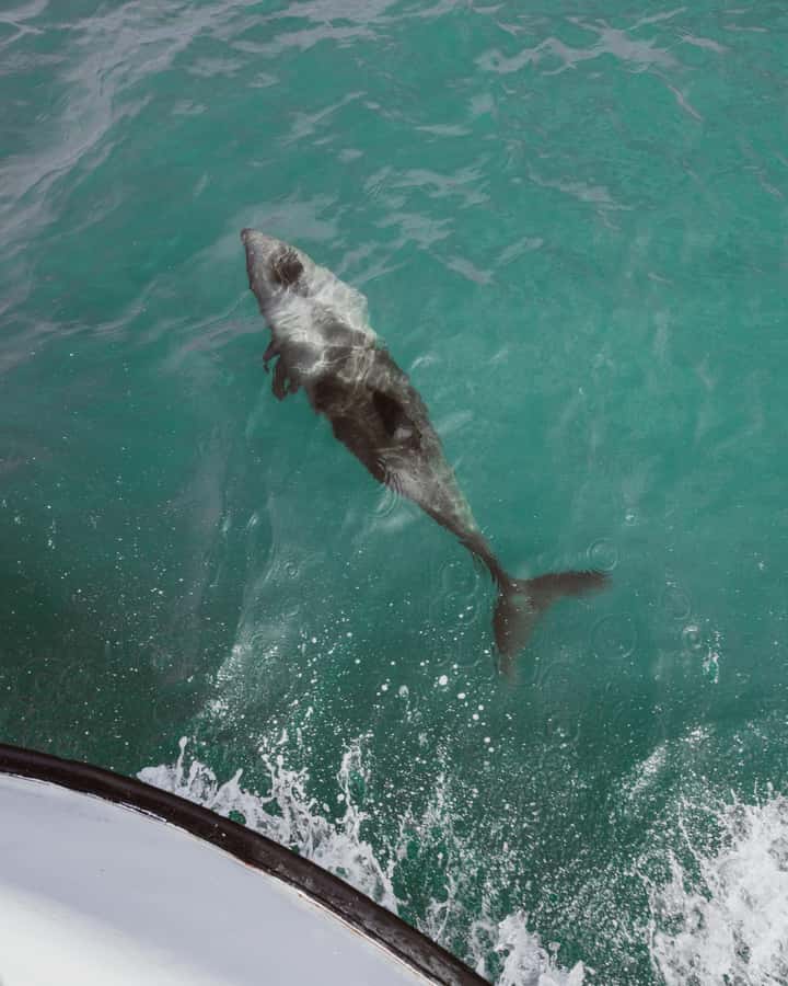 Walvis Bay: Namibian Coast Dolphin Cruise with Light Lunch - Price and value: why $155 feels fair for what you get