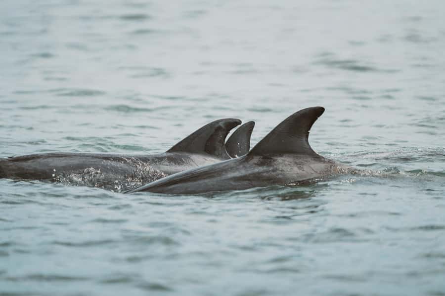 Walvis Bay: Namibian Coast Dolphin Cruise with Light Lunch - Meeting point and getting there: keep it simple at Walvis Bay Waterfront