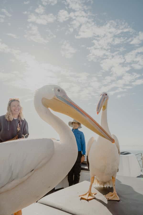 Walvis Bay: Namibian Coast Dolphin Cruise with Light Lunch - Weather, clothing, and comfort on a chilly Atlantic cruise