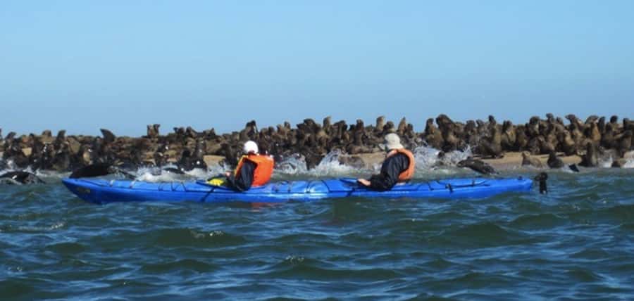 Walvis Bay: Pelican Point Kayaking Tour - Key Points You Should Know Before You Go