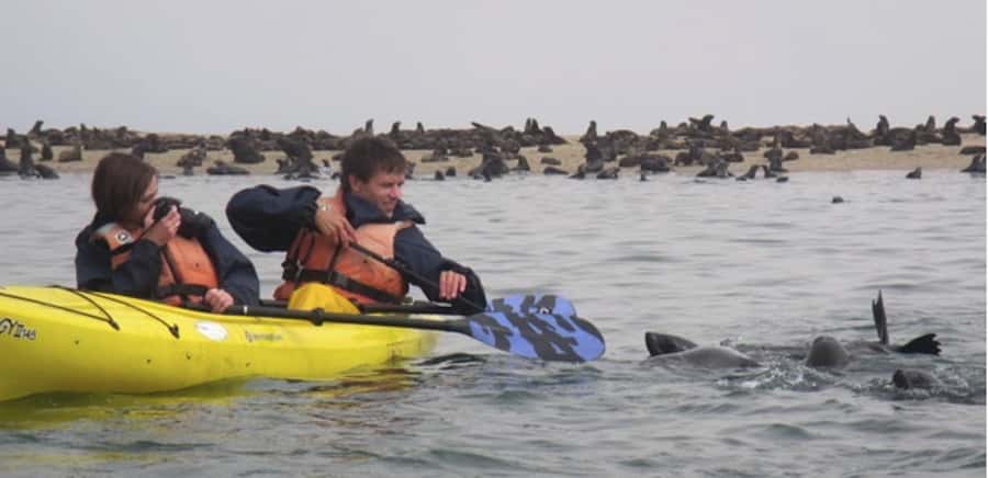 Walvis Bay: Pelican Point Kayaking Tour - Hitting the Water: Lighthouse, Shipwreck, and Seals That Behave Like They Own the Place