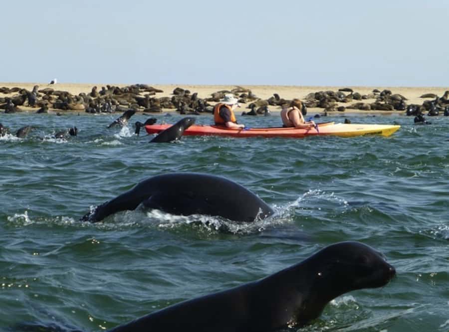 Walvis Bay: Pelican Point Kayaking Tour - How the Kayak Time Really Works: About 2 Hours, Protected Water, and Weather Reality