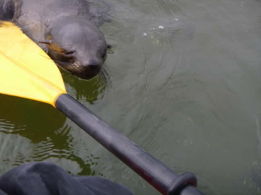 Walvis Bay: Pelican Point Kayaking Tour - Photo Opportunities That Feel Natural, Not Forced