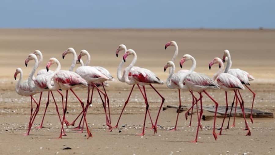 Walvis Bay: Pelican Point Kayaking Tour - What’s Included, What’s Not, and Why It Affects Your Value