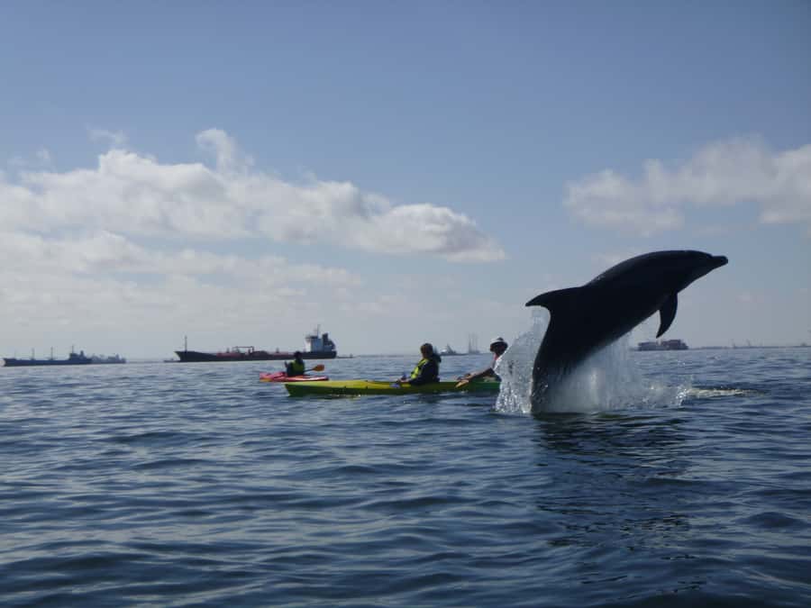 Walvis Bay: Pelican Point Kayaking Tour - What to Bring: Warm Layers, Swimwear, and a Hat That Actually Helps